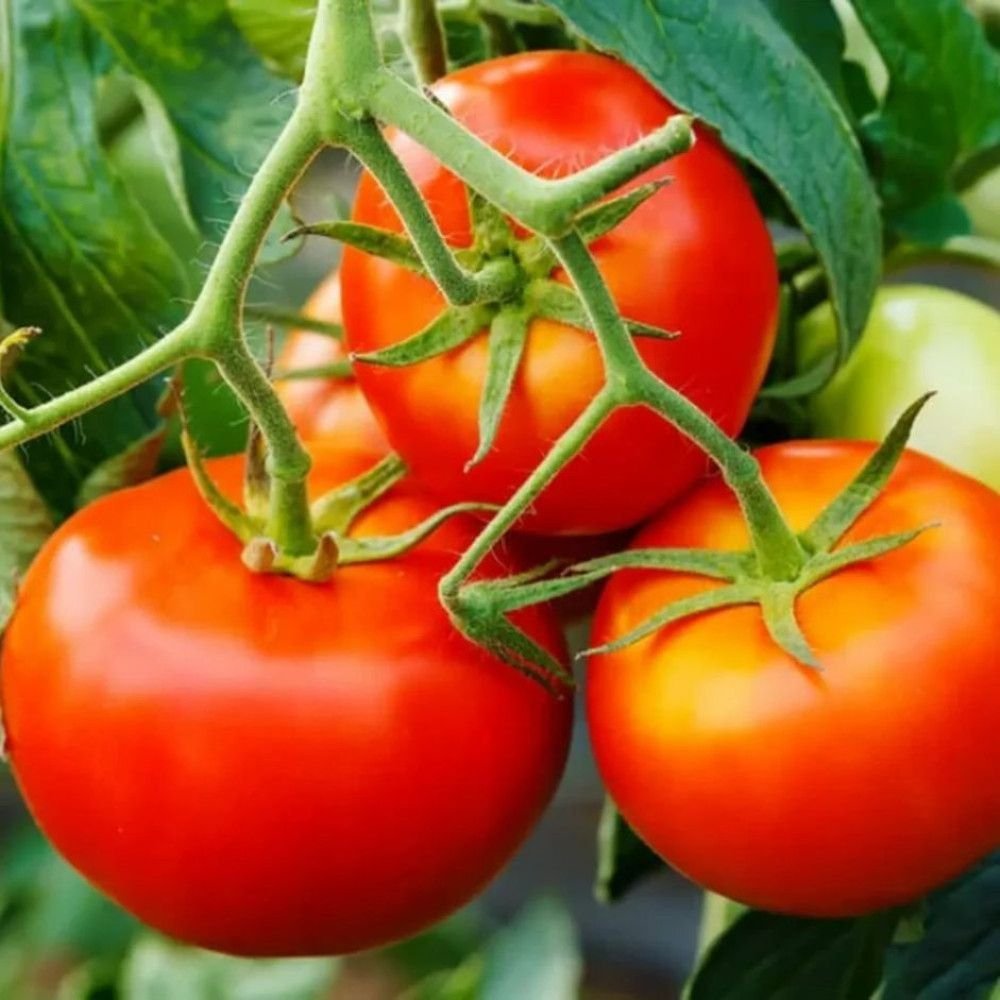Tomato